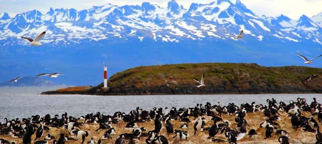 Passeio de iate pelo Canal Beagle + Trilha pela ilha Bridges