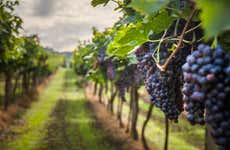 Visita a la bodega BordeRío