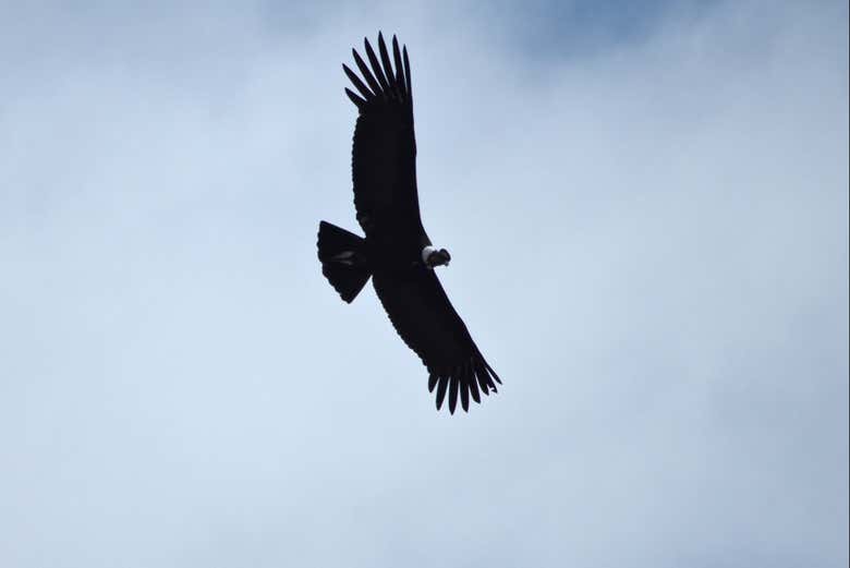 Andean condor