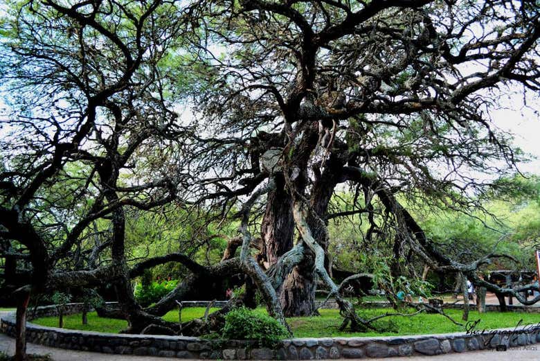 L'arbre le plus célèbre de Merlo