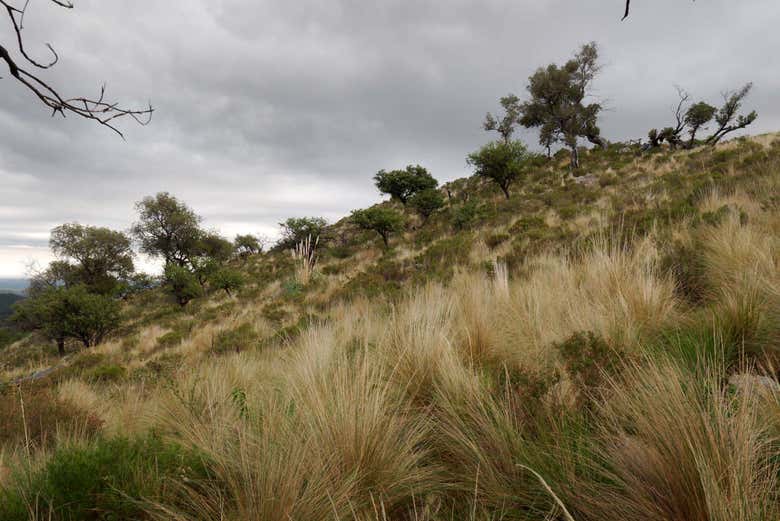 Colinas de Mogote Bayo
