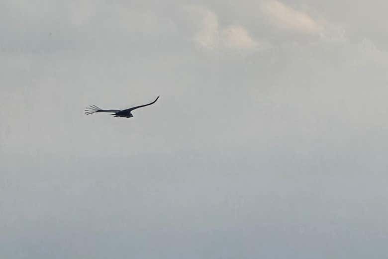 Cóndor volando en los bosques de Villa de Merlo
