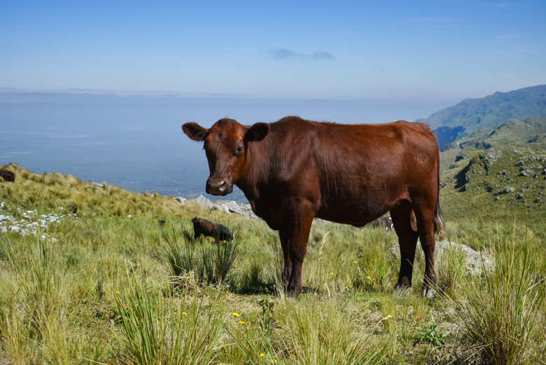 La fauna che incontreremo