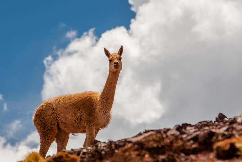 Veremos diferentes exemplares da fauna andina