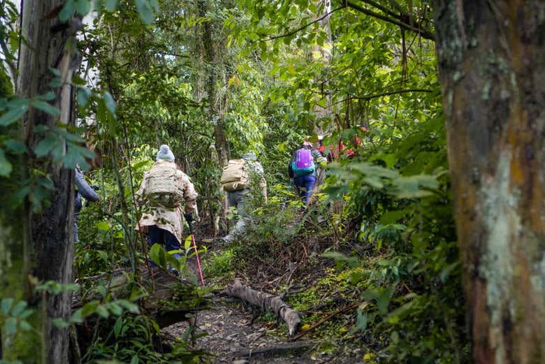 Os enamoraréis del bosque andino
