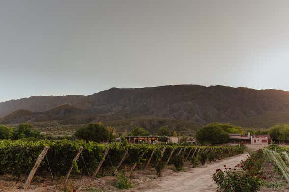 Visita a la bodega Finca Sierras Azules