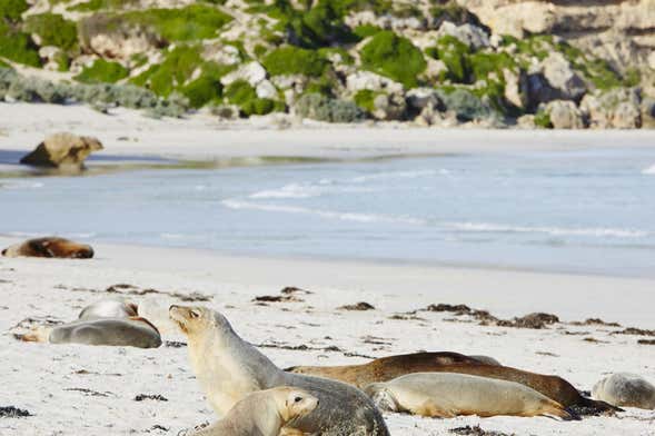 Excursion sur l'île kangourou