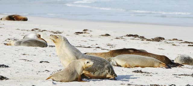 Excursión a Isla Canguro
