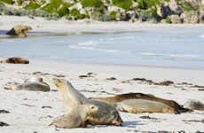 Excursión a Isla Canguro