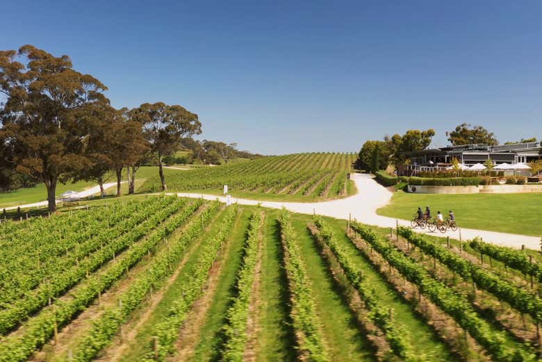 Admirando os vinhedos de Hahndorf 