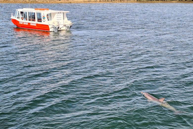 Vous ferez une balade en bateau à côté de dauphins