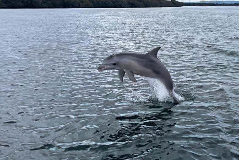 Visite du sanctuaire des dauphins