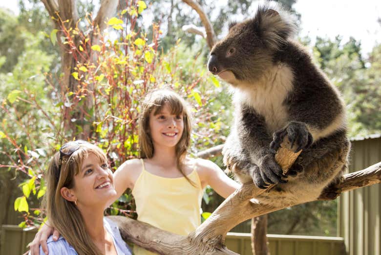 Un esemplare di koala