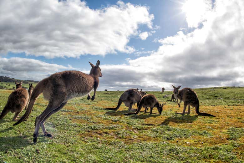 Kangourous dans leur habitat naturel