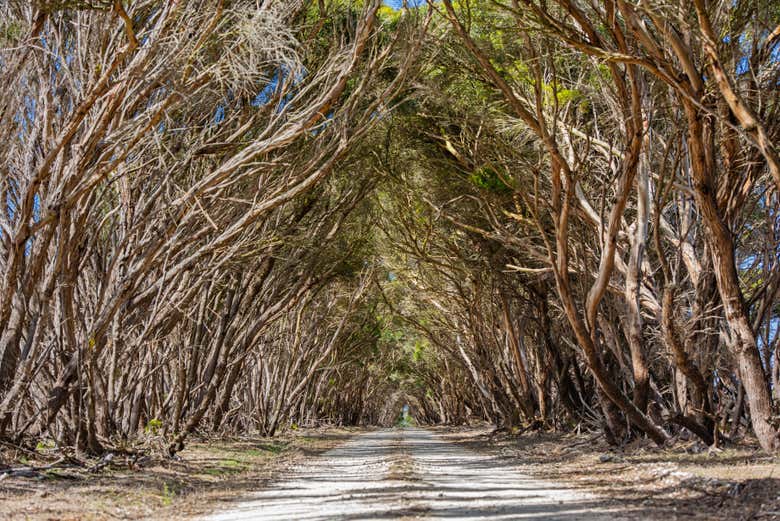 Tunnel d'eucalyptus sur l'île Kangourou