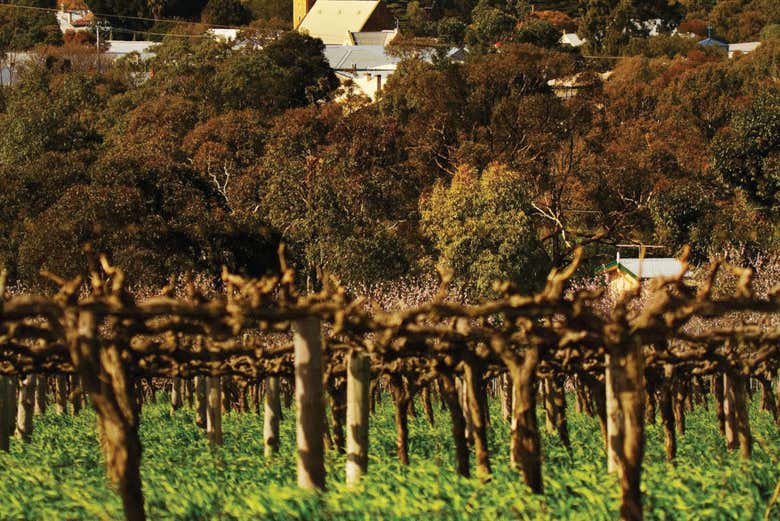 Viñedos en Barossa Valley