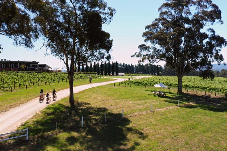Bike through extensive vineyards