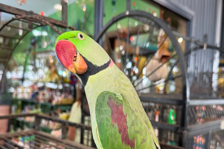Un beau perroquet