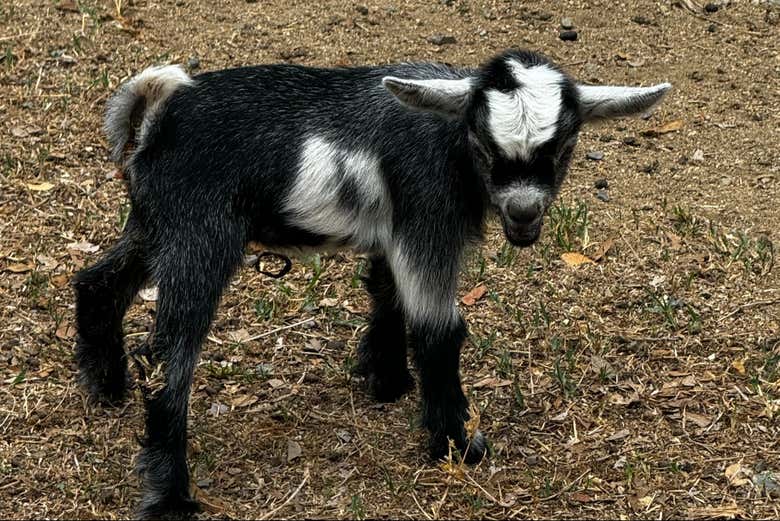 Um cabrito