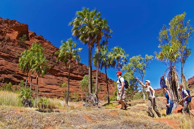 Profitez de l'excursion dans la vallée de Palm