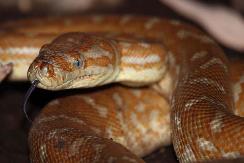 Python de centre des reptiles