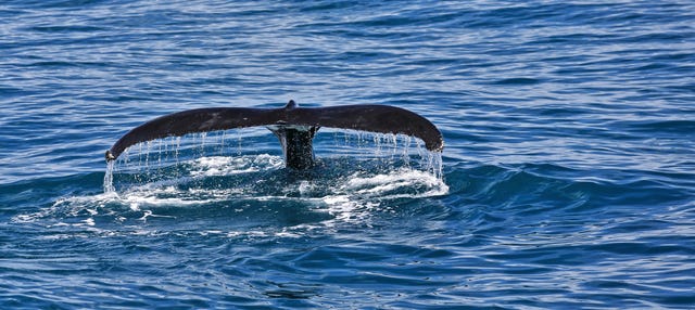Avistamiento de ballenas en la bahía Moreton
