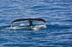 Avistamiento de ballenas en la bahía Moreton