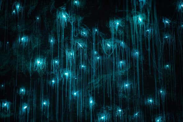 Glow Worm Caves Day Trip from Brisbane