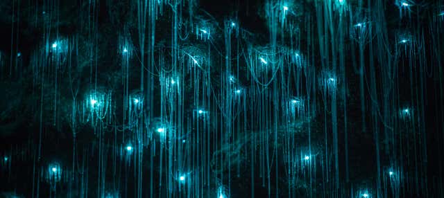 Excursión a las cuevas Glow Worm de la montaña Tamborine