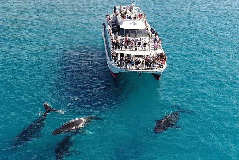 O barco no qual navegaremos durante o tour