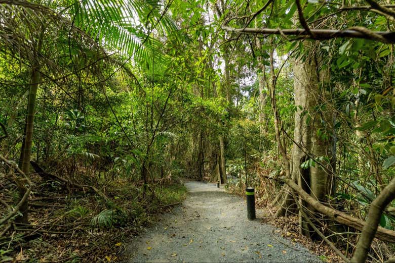 El denso bosque en la motaña Tamborine