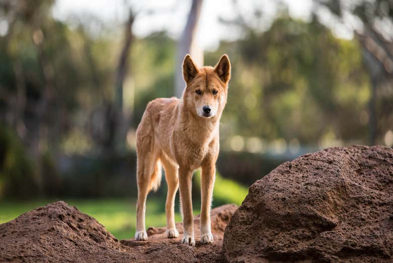 Un dingo du zoo