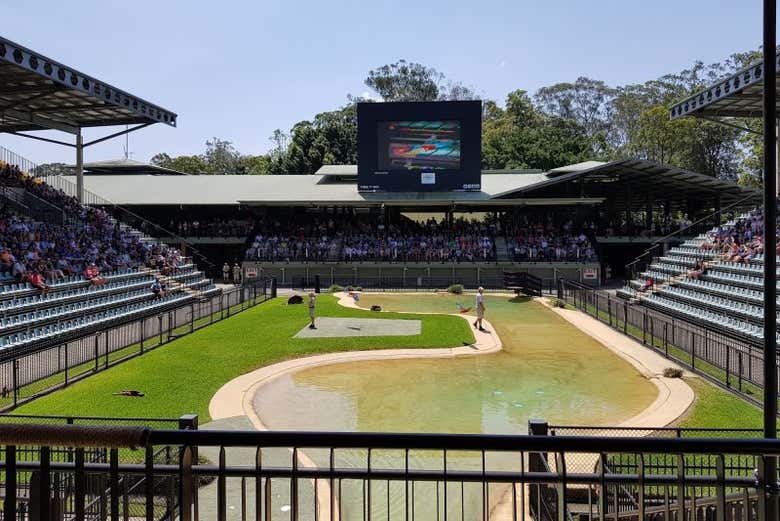 Spectacle des crocodiles