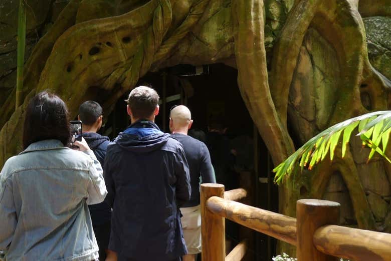 Tour the Glow Worm Cave with a guide