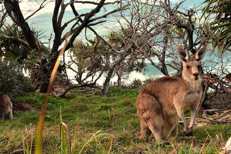 Vous pourrez observer des animaux dans leur habitat naturel