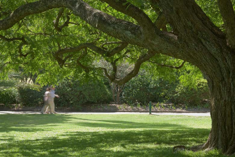 Jardín botánico de Brisbane