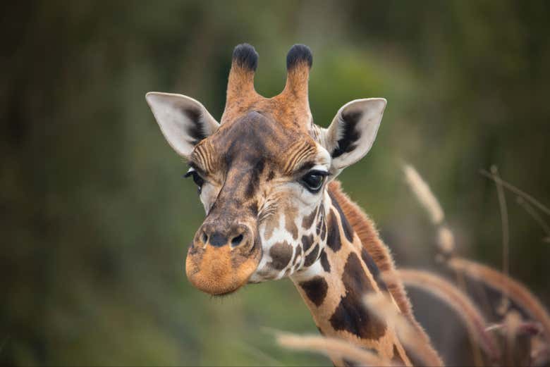 Una jirafa en el zoo de Australia