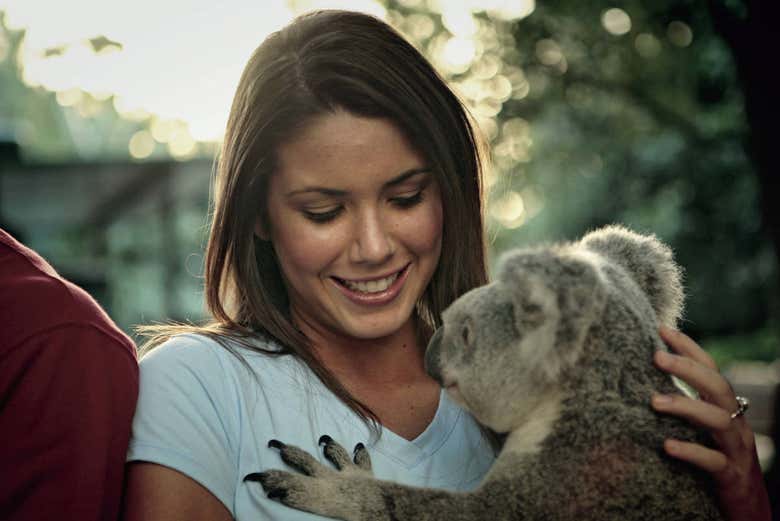 Koalas à Lone Pine Koala Sanctuary