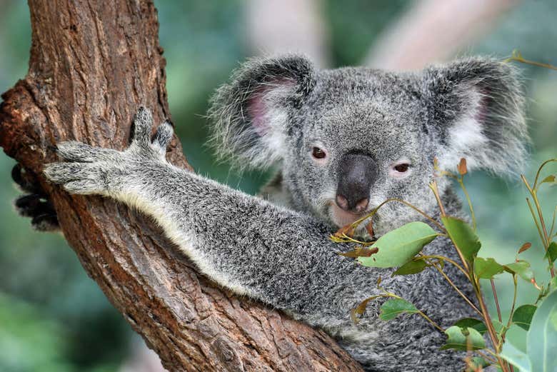 Sanctuaire de koalas de Brisbane