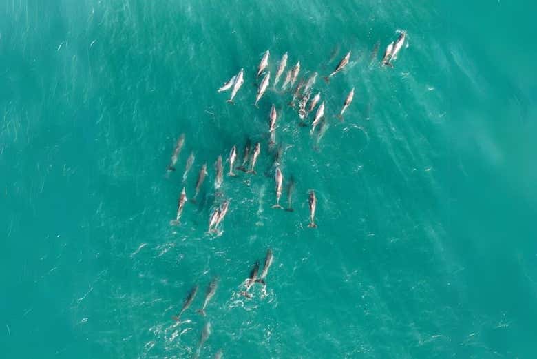 Vous pourrez peut-être apercevoir des dauphins
