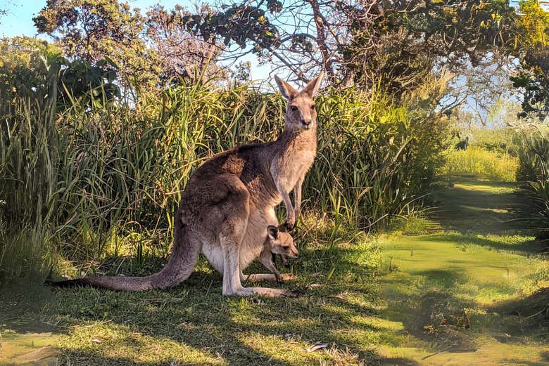 Avec un peu de chance, vous verrez des koalas et des kangourous