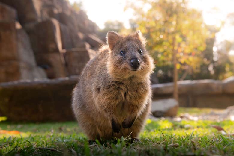 Un quokka en el Australia Zoo