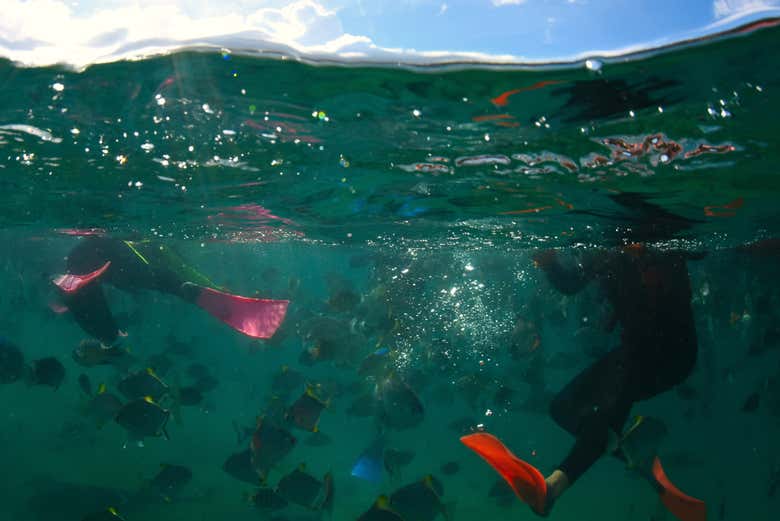 Snorkel em Moreton Island