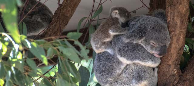 Paseo en barco + Santuario de koalas