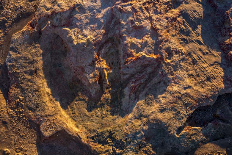Un'impronta di dinosauro