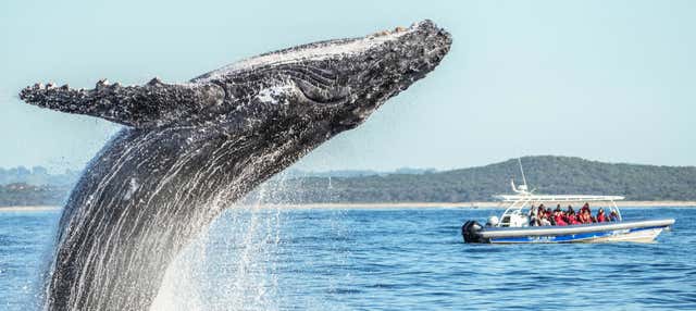 Avistamento de baleias no Parque Marinho de Cape Byron