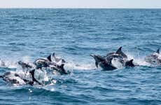 Avistamento de golfinhos no Parque Marinho de Cape Byron