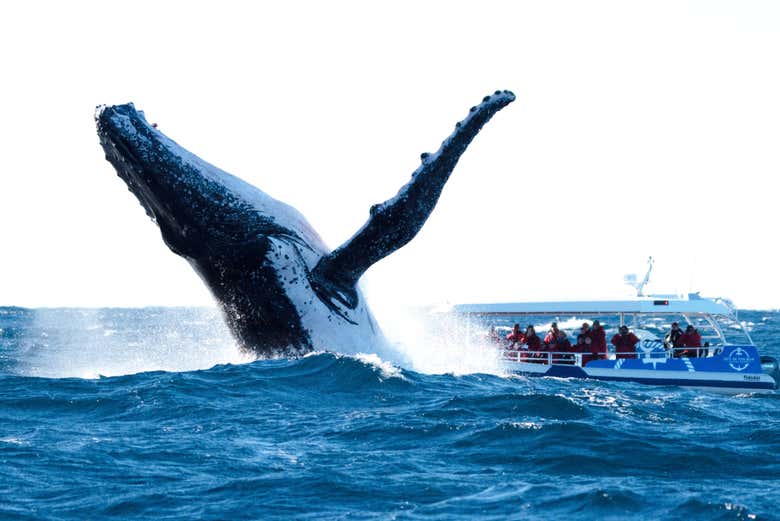Avistando una ballena jorobada desde la embarcación