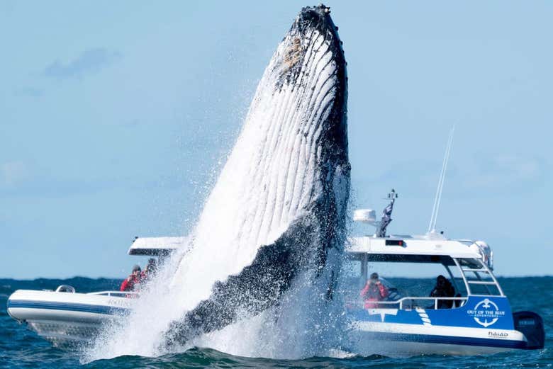 ¡Preparaos para conocer a estos impresionantes mamíferos marinos