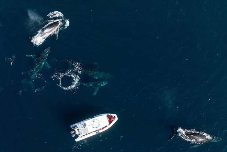 Vista aérea da embarcação entre as baleias